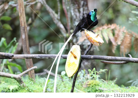 オジロオナガフウチョウ オジロオナガフウチョウ 132213929