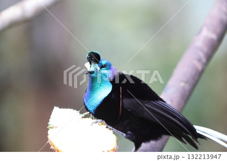 オジロオナガフウチョウ オジロオナガフウチョウ 132213947