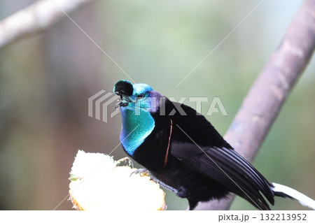 オジロオナガフウチョウ オジロオナガフウチョウ 132213952