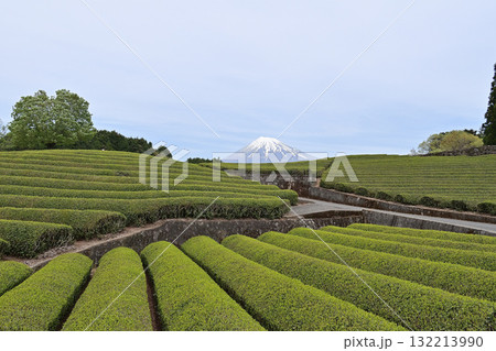 富士山と茶畑の郷 大淵笹場 富士山と茶畑の郷 大淵笹場 132213990