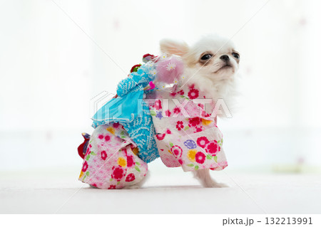 チワワの和風コーデ チワワの和風コーデ 132213991