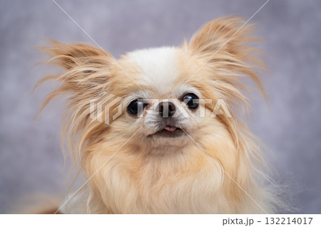 チワワ 132214017