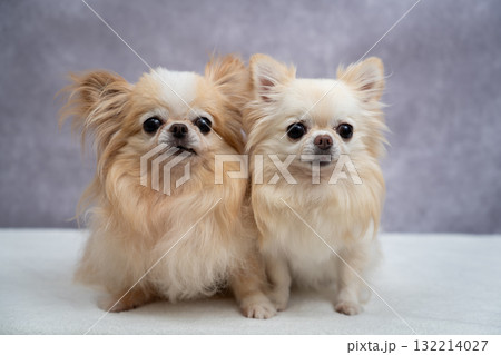 2匹のチワワ 132214027