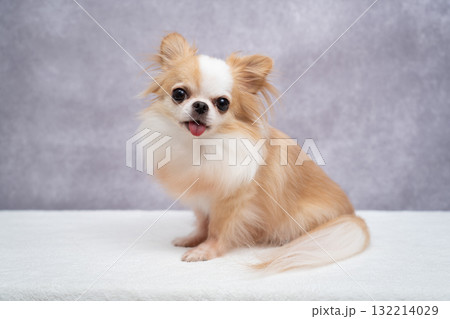 チワワ チワワ 132214029