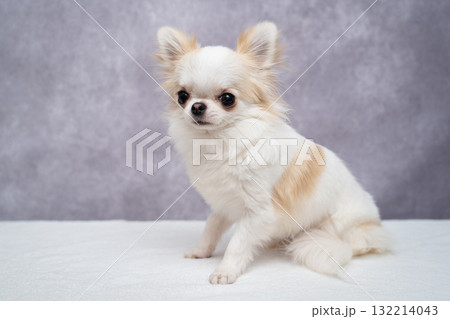 チワワ 132214043