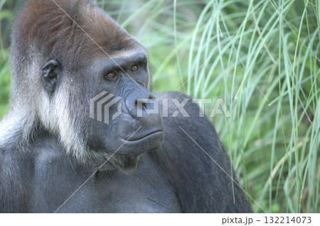 遠くを見つめるゴリラ 132214073