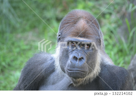 観客に声をかけられればすぐに応じるゴリラ 観客に声をかけられればすぐに応じるゴリラ 132214102