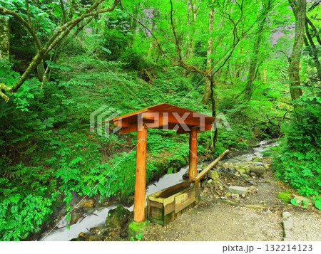 夏の青森十二湖　新緑に囲まれた沸壺池の清水 132214123