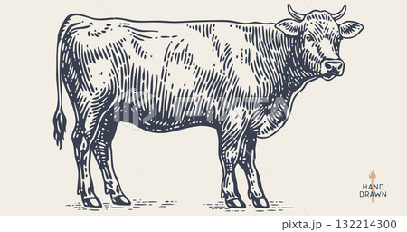 Cow, bull, beef. Retro style beef bull sketch, vintage cow drawing black white, old ink pencil artwork. Bull silhouette, side view cow profile, engraved beef print. Vector Illustration Cow, bull, beef. Retro style beef bull sketch, vintage cow drawing black white, old ink pencil artwork. Bull silhouette, side view cow profile, engraved beef print. Vector Illustration 132214300