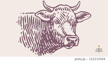 Cow head, bull, beef. Retro style beef bull head sketch, vintage cow drawing black white, old ink pencil artwork. Bull silhouette, side view cow head profile, engraved beef print. Vector Illustration 132214304