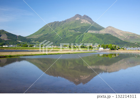 新緑の由布岳と水を張った水田 132214311