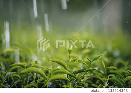 Green tea tree field Garden water hose landscape. Organic farm tender bud herbal Green tea tree in camellia sinensis watering. Close up Fresh Tree tea plantation mountain green nature in herbal farm 132214348