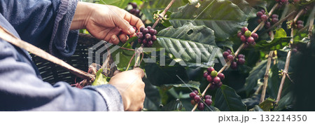 Banner hands harvest red seed in basket robusta arabica plant farm. Coffee plant farm Close up woman Hands harvest raw coffee beans. Ripe Red berry plant fresh seed coffee tree growth with copy space Banner hands harvest red seed in basket robusta arabica plant farm. Coffee plant farm Close up woman Hands harvest raw coffee beans. Ripe Red berry plant fresh seed coffee tree growth with copy space 132214350
