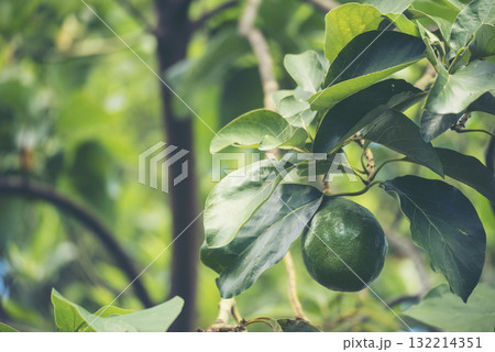Avocado tree green plant healthy fruit farm. Smart farmer growing plant in eco green farm sustainable quality control. Avocado fruit Farm planting in eco Farmland biotechnology. Fruit organic farm 132214351
