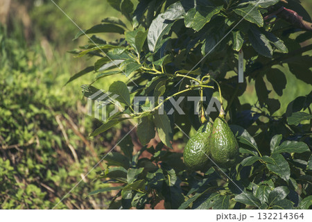 Avocado tree green plant healthy fruit farm. Smart farmer growing plant in eco green farm sustainable quality control. Avocado fruit Farm planting in eco Farmland biotechnology. Fruit organic farm Avocado tree green plant healthy fruit farm. Smart farmer growing plant in eco green farm sustainable quality control. Avocado fruit Farm planting in eco Farmland biotechnology. Fruit organic farm 132214364