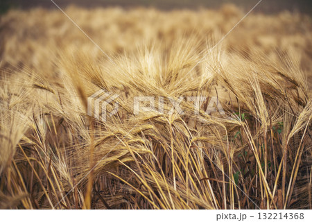 Dry barley wheat agriculture field ingredient for bread grain cultivated in produce agricultural. Golden field pasture farmland. Barley Ripe barleys on evening sunset. cultivated natural farmland 132214368
