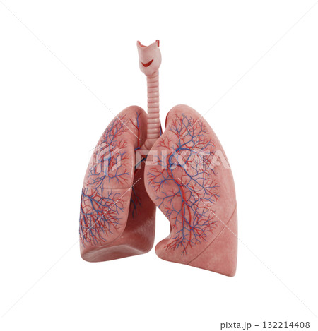 CGの肺 132214408