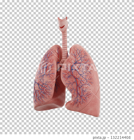 CGの肺 132214408