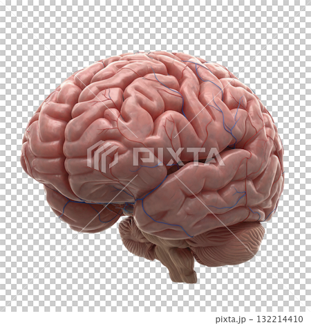CG Brain CG Brain 132214410