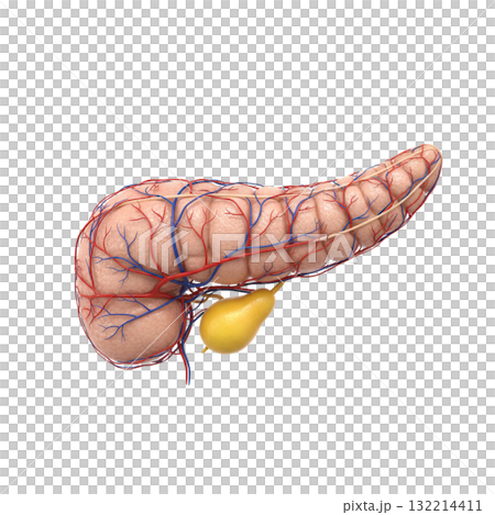 CG pancreas CG pancreas 132214411