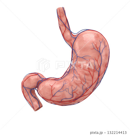 CGの胃 CGの胃 132214413