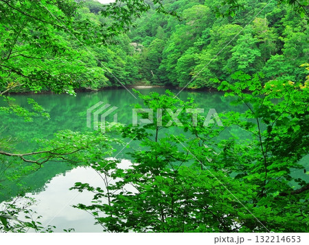 夏の青森十二湖 新緑に囲まれた鶏頭場の池の枯れ木 夏の青森十二湖 新緑に囲まれた鶏頭場の池の枯れ木 132214653