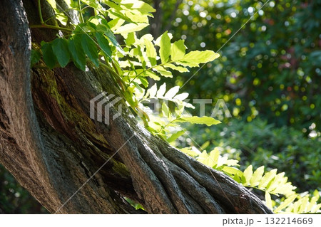 光を浴びる藤 光を浴びる藤 132214669