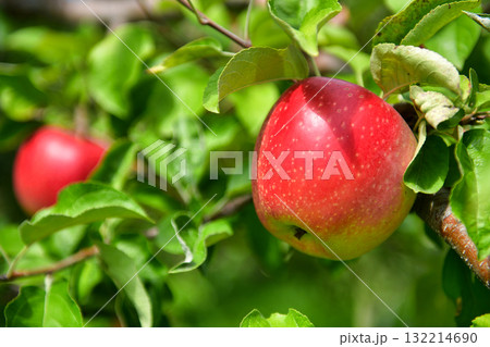 赤く染まる信州リンゴ 132214690