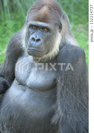 ポートレートモデルならまかせろとポーズをとるゴリラ 132214737