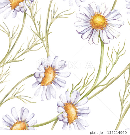 Seamless pattern with white daisies. The watercolor illustration is isolated on a white background. Seamless botanical background with wildflowers. Template for textiles, tableware, wallpaper and 132214960