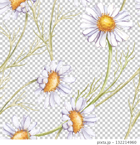 Seamless pattern with white daisies. The watercolor illustration is isolated on a white background. Seamless botanical background with wildflowers. Template for textiles, tableware, wallpaper and 132214960