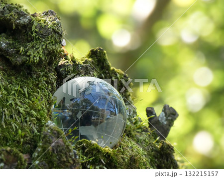 エコイメージ-苔むし幹と光り輝く森 132215157