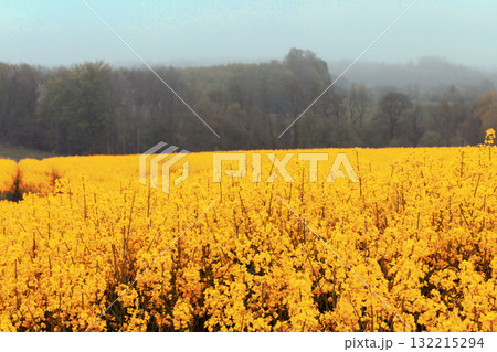 Fields with rapeseed on a foggy day. Agricultural fields. Fields with rapeseed on a foggy day. Agricultural fields. 132215294