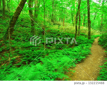 夏の青森十二湖　新緑のブナ自然林に囲まれた散策コース 132215488