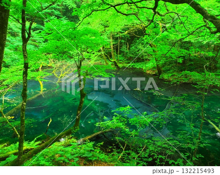 夏の青森十二湖 新緑に囲まれた沸壺の池 夏の青森十二湖 新緑に囲まれた沸壺の池 132215493