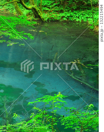 夏の青森十二湖　新緑に囲まれた沸壺の池 132215494