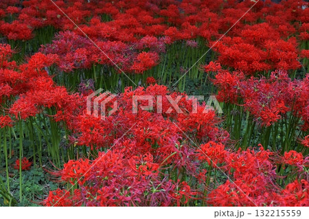 幻想的な彼岸花の群生 幻想的な彼岸花の群生 132215559
