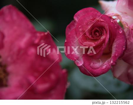 大雨の6月に美しく咲いたピンク色のバラの花「ローゼ 21」 大雨の6月に美しく咲いたピンク色のバラの花「ローゼ 21」 132215562