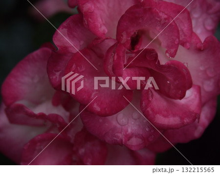 大雨の6月に美しく咲いたピンク色のバラの花「ローゼ 21」 大雨の6月に美しく咲いたピンク色のバラの花「ローゼ 21」 132215565