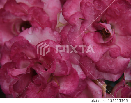 大雨の6月に美しく咲いたピンク色のバラの花「ローゼ 21」 132215566