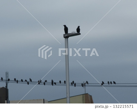 電線に止まる鳩と烏 132215571