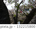 桜 132215800