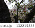 桜 132215828