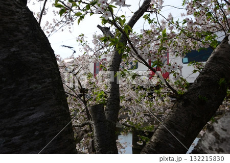 桜 桜 132215830