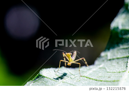葉っぱの上のカマキリ(ハラビロカマキリ) 葉っぱの上のカマキリ(ハラビロカマキリ) 132215876