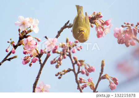 青空と河津桜とメジロの正面顔 青空と河津桜とメジロの正面顔 132215878