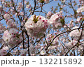 桜 132215892