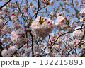桜 132215893
