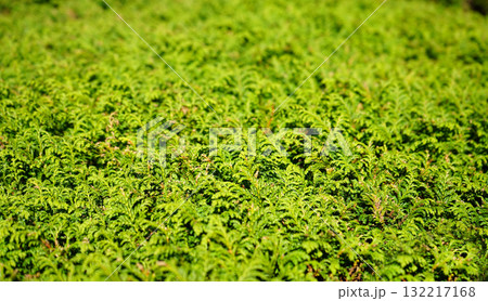 Close up of Vibrant Green Ornamental Shrub Foliage with Textured Surface 132217168