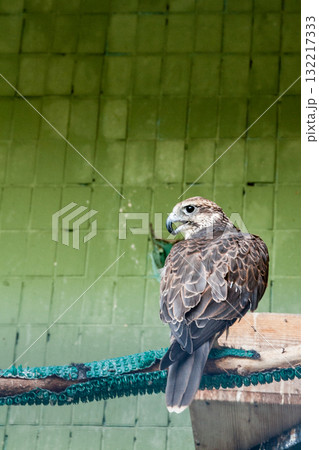 An eagle and a falcon sit on a close-up branch An eagle and a falcon sit on a close-up branch 132217333